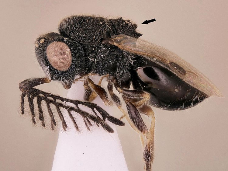 Picture 2 of The 10 most exotic creatures have been discovered in 2018