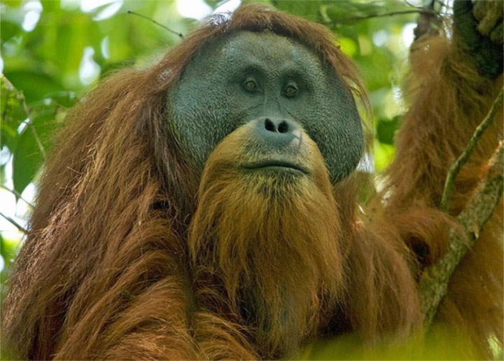Picture 3 of The 10 most exotic creatures have been discovered in 2018