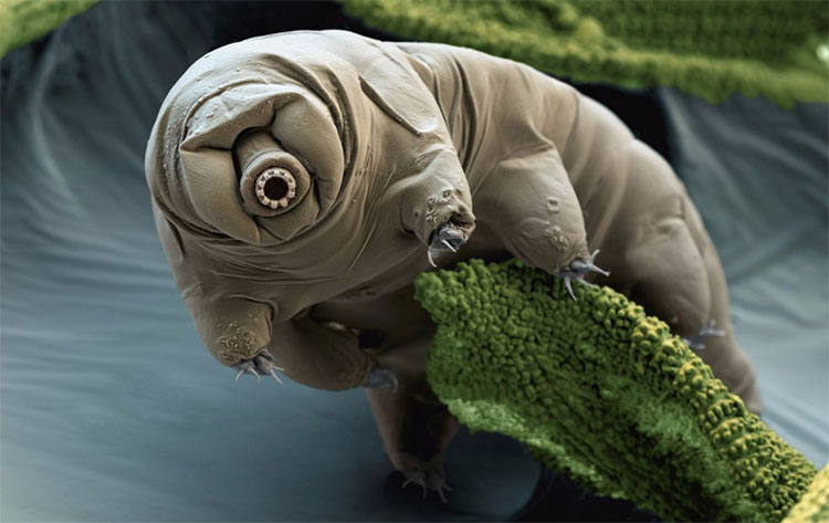Picture 4 of The 10 most exotic creatures have been discovered in 2018