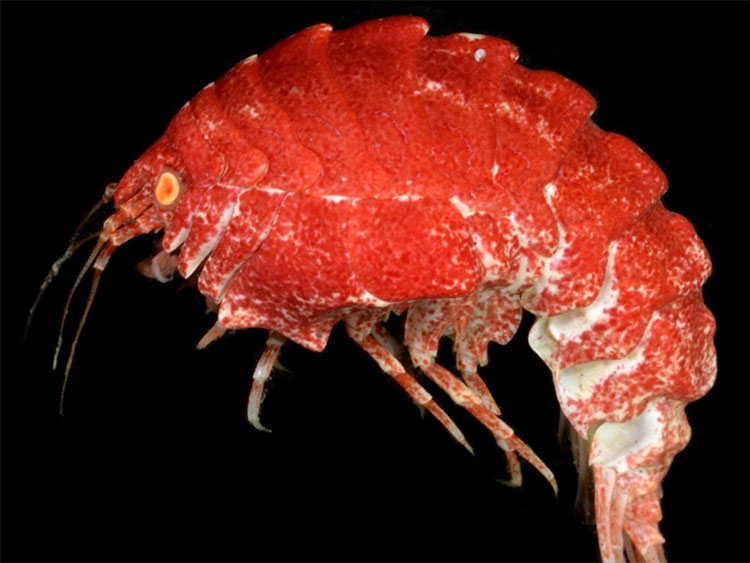 Picture 5 of The 10 most exotic creatures have been discovered in 2018