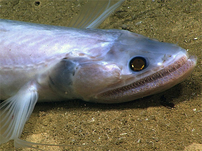 Picture 7 of The 10 most exotic creatures have been discovered in 2018