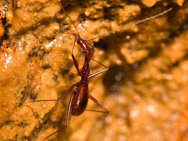 Picture 8 of The 10 most exotic creatures have been discovered in 2018