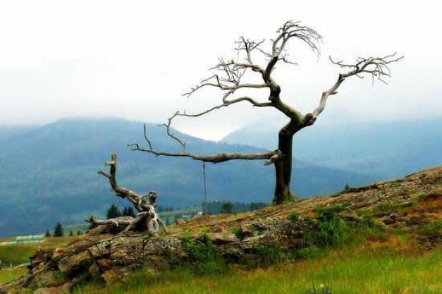 Picture 10 of The 10 most exotic plants on Earth