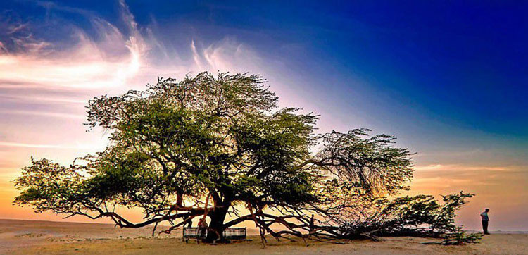 Picture 11 of The 10 most exotic plants on Earth