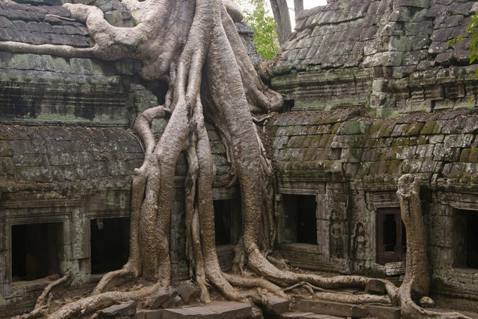 Picture 4 of The 10 most exotic plants on Earth