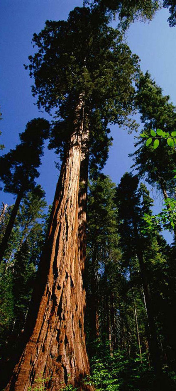 Picture 5 of The 10 most exotic plants on Earth