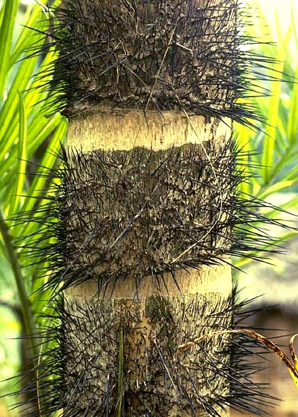 Picture 7 of The 10 most exotic plants on Earth