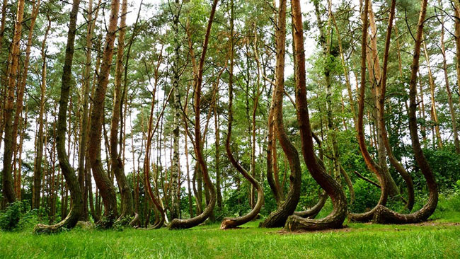 Picture 8 of The 10 most exotic plants on Earth