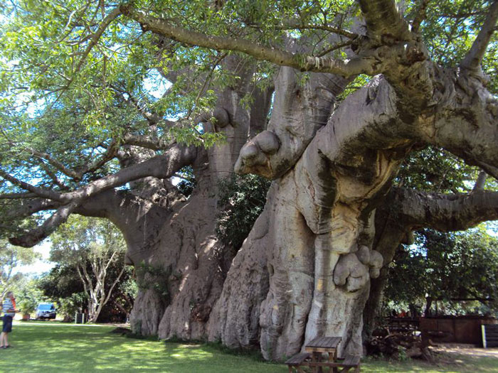 Picture 9 of The 10 most exotic plants on Earth