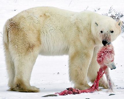 Picture 10 of The 10 most impressive carnivorous scenes of the animal kingdom