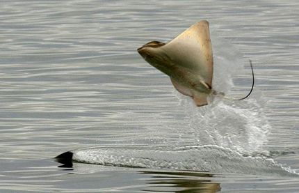 Picture 9 of The 10 most impressive carnivorous scenes of the animal kingdom