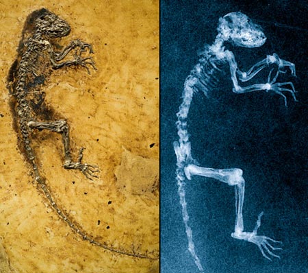 Picture 10 of The 10 most remarkable scientific findings of the year