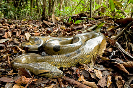 Picture 3 of The 10 most remarkable scientific findings of the year