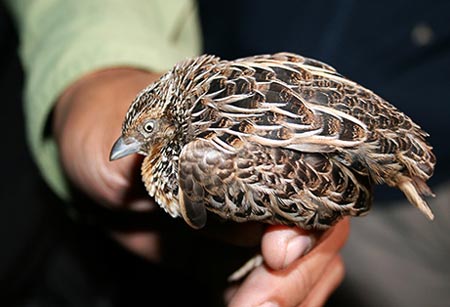 Picture 7 of The 10 most remarkable scientific findings of the year