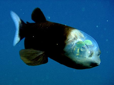 Picture 9 of The 10 most remarkable scientific findings of the year