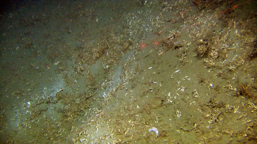 Picture 10 of The 10 most shocking mysteries of the ocean floor