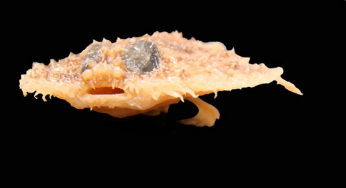 Picture 10 of The 10 most unique new species discovered in 2010