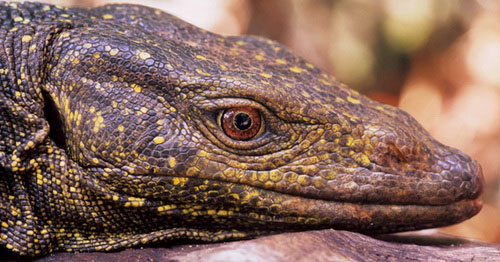 Picture 4 of The 10 most unique new species discovered in 2010