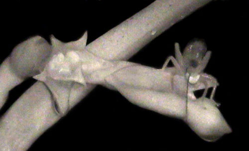 Picture 5 of The 10 most unique new species discovered in 2010