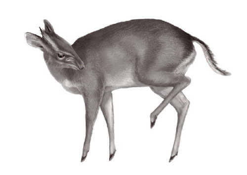 Picture 6 of The 10 most unique new species discovered in 2010