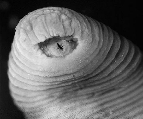 Picture 7 of The 10 most unique new species discovered in 2010