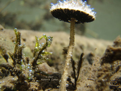 Picture 8 of The 10 most unique new species discovered in 2010