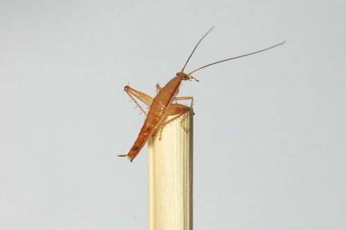 Picture 9 of The 10 most unique new species discovered in 2010