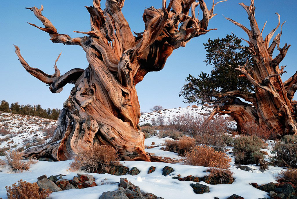 Picture 4 of The 10 oldest forests on earth