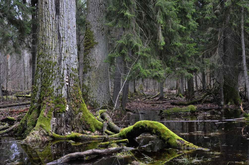 Picture 6 of The 10 oldest forests on earth