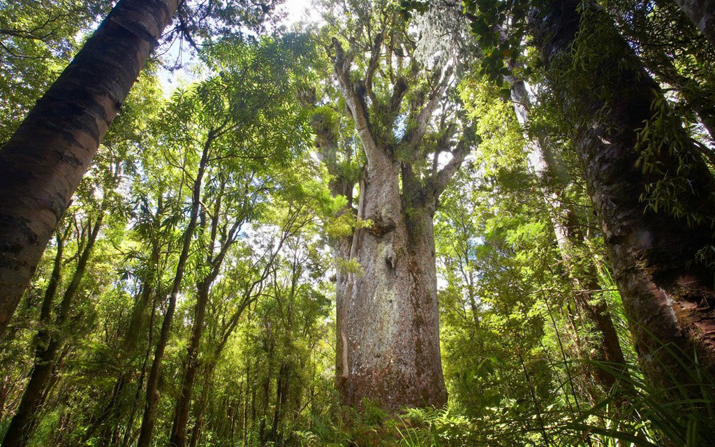 The 10 oldest forests on earth