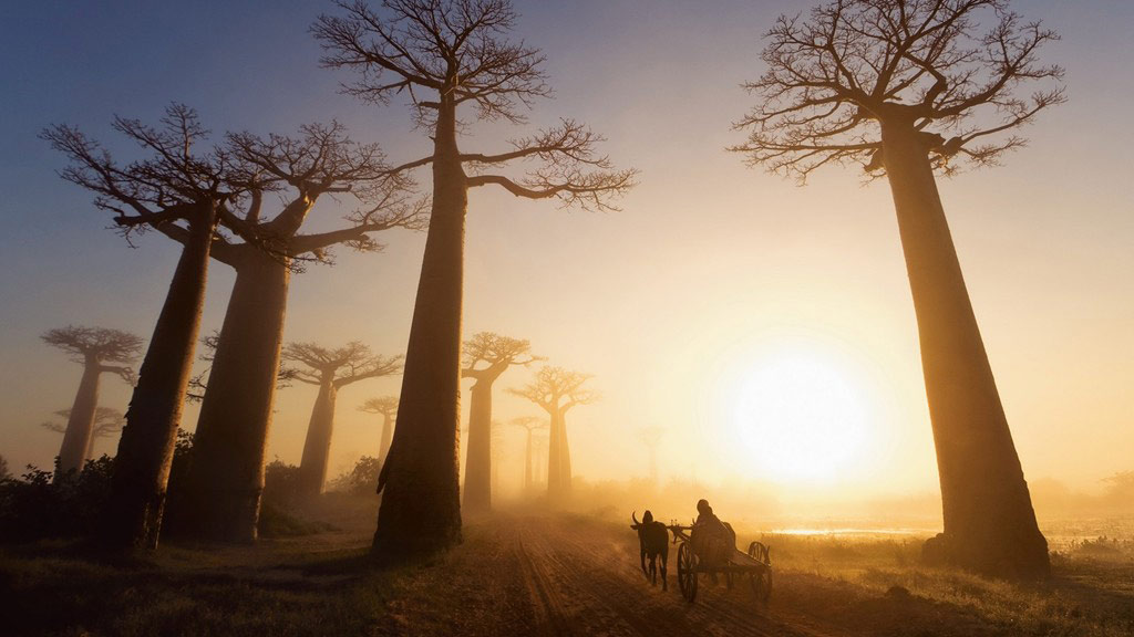 Picture 9 of The 10 oldest forests on earth