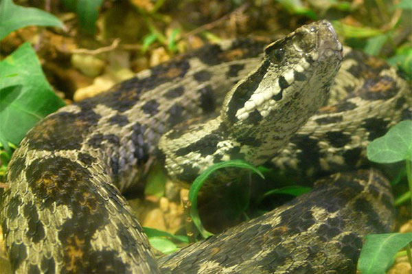Picture 1 of The 10 rarest snakes of the planet are about to be extinct