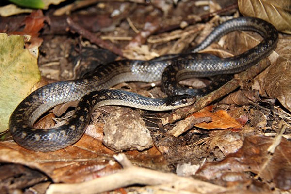 Picture 10 of The 10 rarest snakes of the planet are about to be extinct