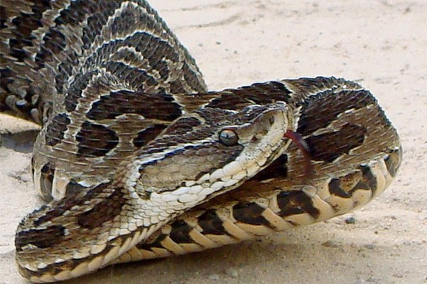 Picture 2 of The 10 rarest snakes of the planet are about to be extinct