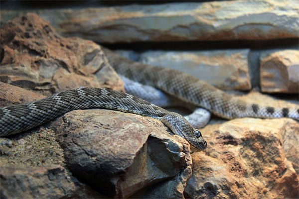 Picture 3 of The 10 rarest snakes of the planet are about to be extinct