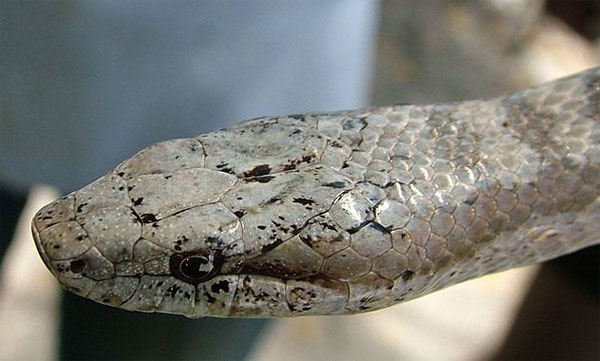 Picture 4 of The 10 rarest snakes of the planet are about to be extinct