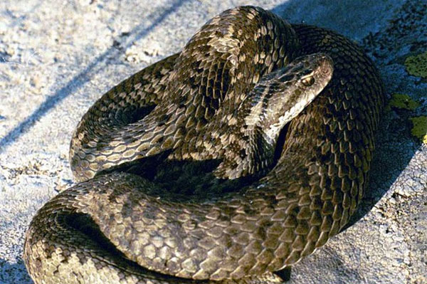 Picture 5 of The 10 rarest snakes of the planet are about to be extinct