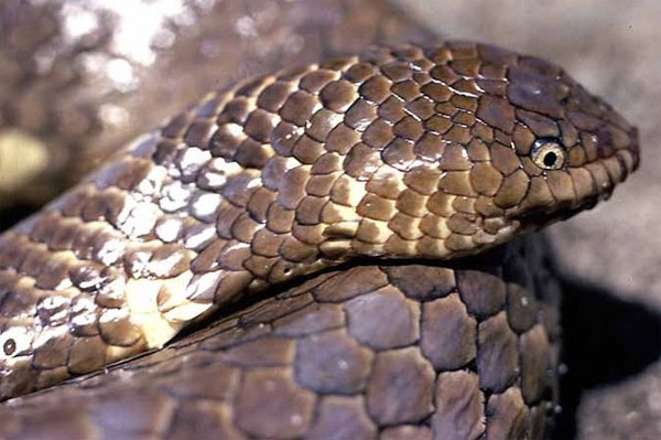 Picture 6 of The 10 rarest snakes of the planet are about to be extinct