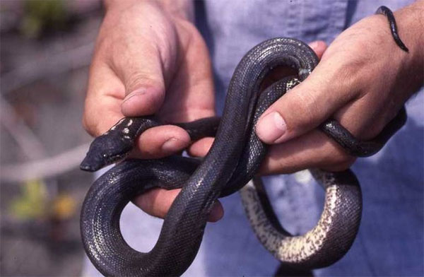 Picture 7 of The 10 rarest snakes of the planet are about to be extinct