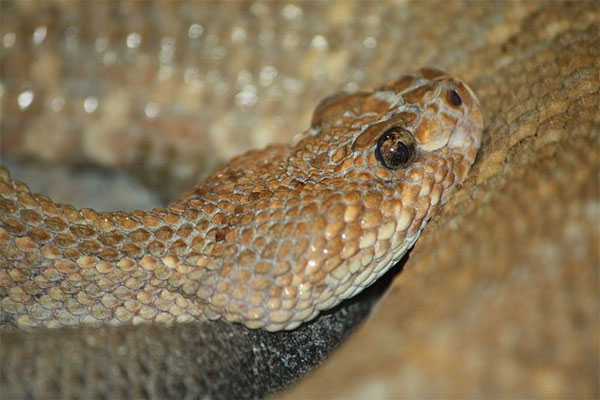 Picture 8 of The 10 rarest snakes of the planet are about to be extinct