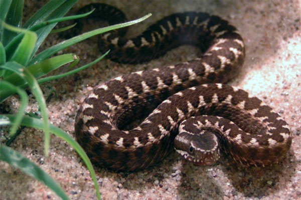 Picture 9 of The 10 rarest snakes of the planet are about to be extinct