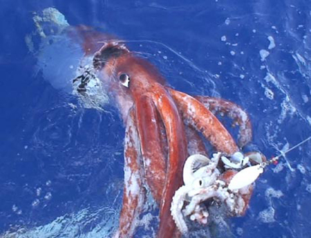 The 10 scariest assassins in the ocean images 1