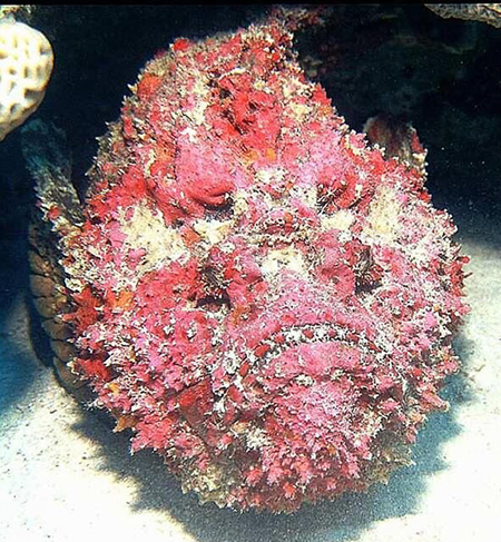 The 10 scariest assassins in the ocean images 10