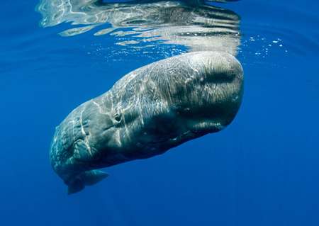 The 10 scariest assassins in the ocean images 2
