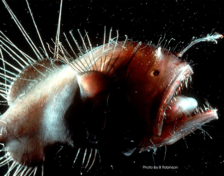 The 10 scariest assassins in the ocean images 4