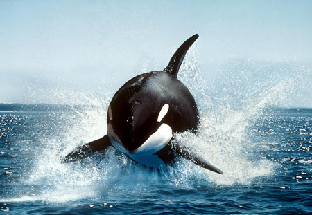 The 10 scariest assassins in the ocean images 5