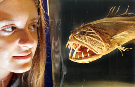 The 10 scariest assassins in the ocean images 6