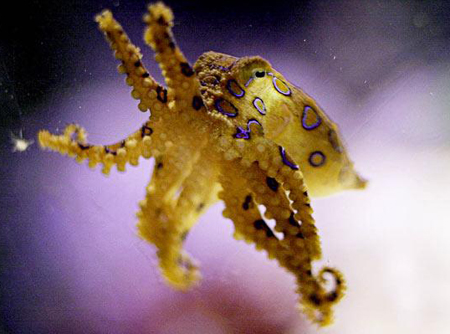 The 10 scariest assassins in the ocean images 7