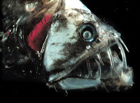 The 10 scariest assassins in the ocean images 8