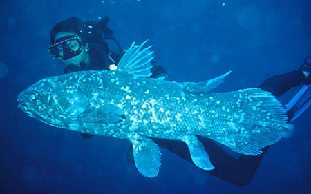 The 10 scariest assassins in the ocean images 9